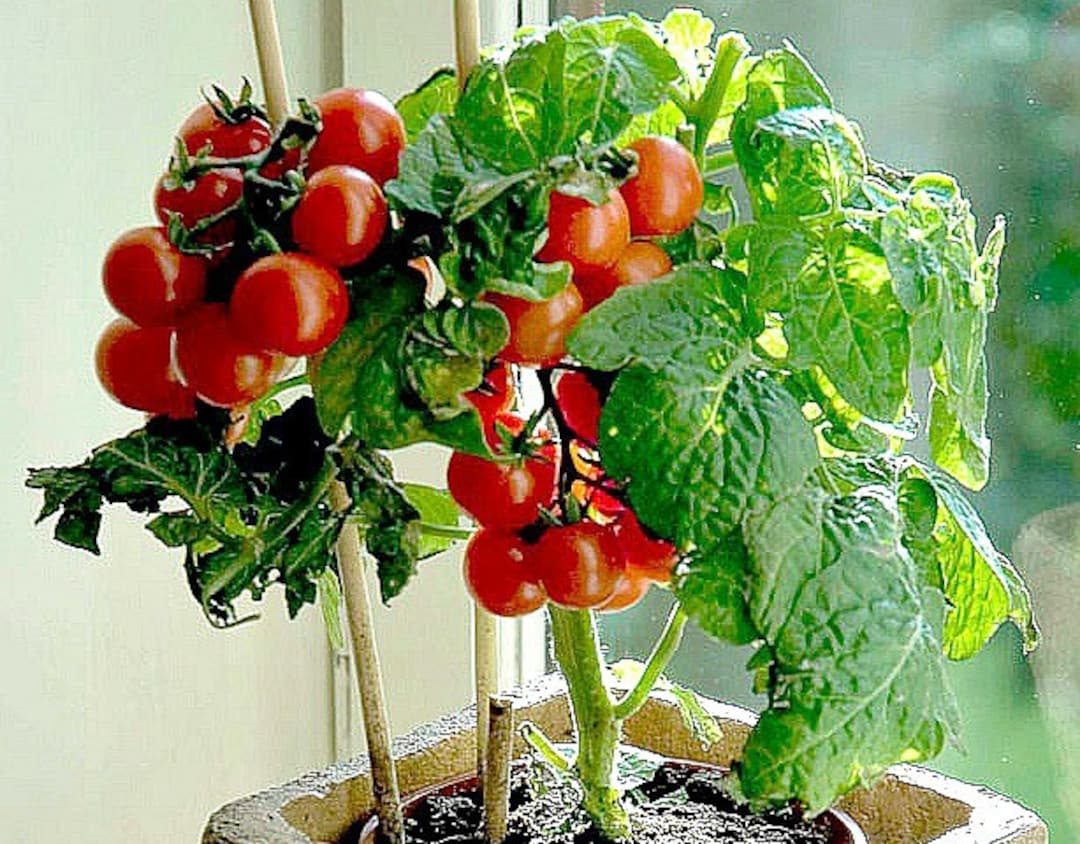 Tiny Tim Miniature Heirloom Tomato 15 Seeds Teeny Fruit