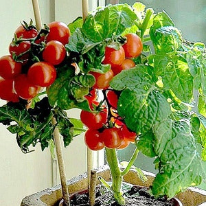 Tiny Tim miniature heirloom tomato, 15 seeds, teeny fruit, patio plant, container plant, windowsill, super early, 45 days, grows year round