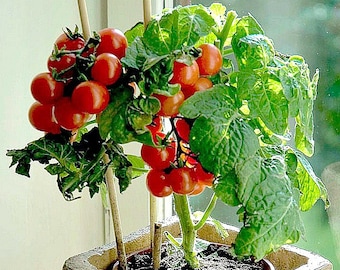 Tiny Tim miniature heirloom tomato, 15 seeds, teeny fruit, patio plant, container plant, windowsill, super early, 45 days, grows year round