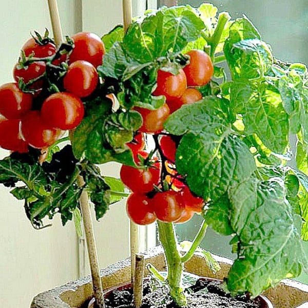 Tiny Tim miniature heirloom tomato, 15 seeds, teeny fruit, patio plant, container plant, windowsill, super early, 45 days, grows year round