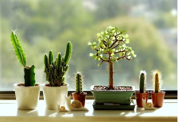 Windowsill Cactus Collection 105 Rare Seeds Five Fancy Etsy