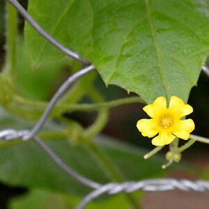 以下が含まれることがあります： 緑の葉と銀色のワイヤーフェンスを背景に、5枚の花びらを持つ黄色い花が1輪咲いています。