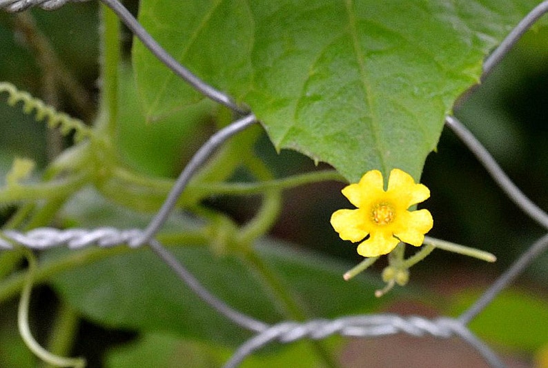 以下が含まれることがあります： 緑の葉と銀色のワイヤーフェンスを背景に、5枚の花びらを持つ黄色い花が1輪咲いています。