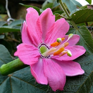 Passiflora mollissima, 10 seeds, Banana Passion Fruit, pink blooms, delicious fruit, cold hardy passion flower, container plant,