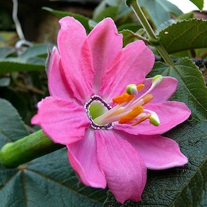 Passiflora mollissima, 10 seeds, Banana Passion Fruit, pink blooms, delicious fruit, cold hardy passion flower, container plant, image 1