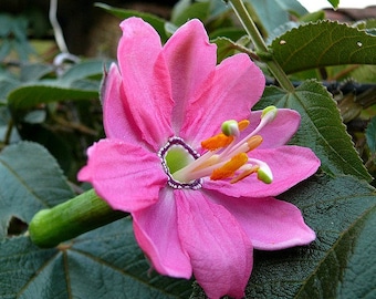 Passiflora mollissima, 10 seeds, Banana Passion Fruit, pink blooms, delicious fruit, cold hardy passion flower, container plant,