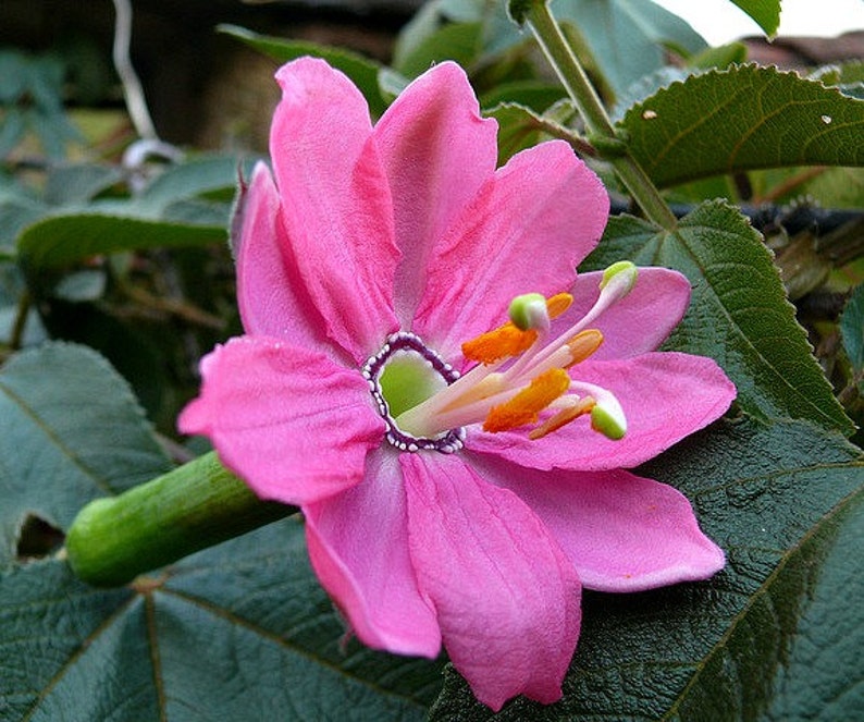 Passiflora mollissima, 10 seeds, Banana Passion Fruit, pink blooms, delicious fruit, cold hardy passion flower, container plant, image 1