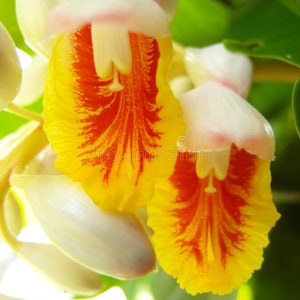 Alpinia malaccensis - Giant Shell Ginger, tropical, white flowers with yellow and red throats, perennial,  5 seeds