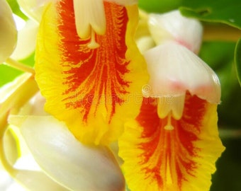 Alpinia malaccensis - Giant Shell Ginger, tropical, white flowers with yellow and red throats, perennial,  5 seeds