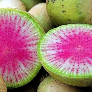 Watermelon Radish, 25 seeds, Asian heirloom, bright pink center, cool weather crop, sweet mild flavor, gourmet garnish