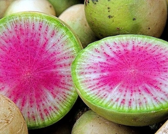 Watermelon Radish, 25 seeds, Asian heirloom, bright pink center, cool weather crop, sweet mild flavor, gourmet garnish