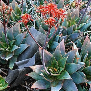 Coral Aloe, Aloe striata, 15 seeds, showy succulent, vivid winter blooms, drought tolerant, desert garden, or container plant, easy to grow image 3