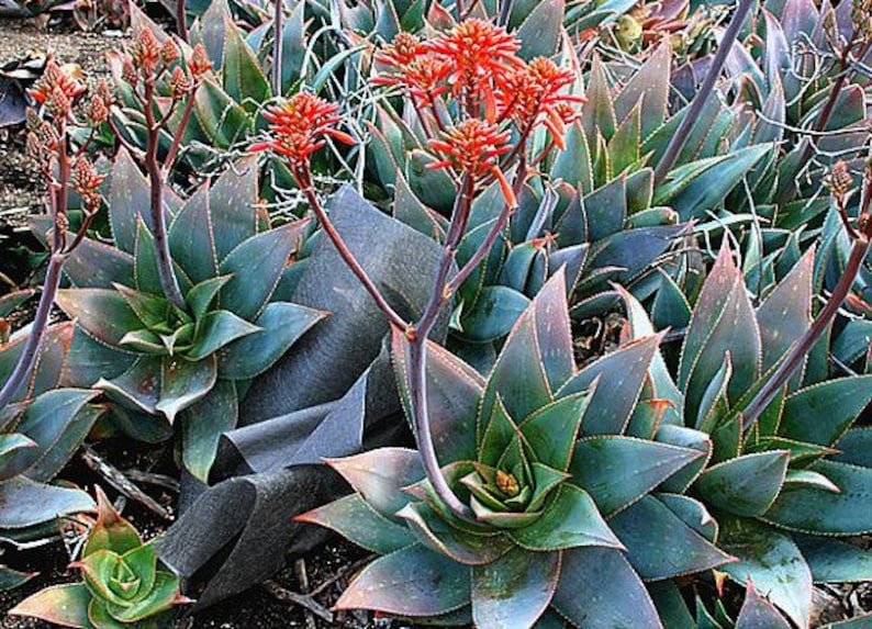 Coral Aloe, Aloe striata, 15 seeds, showy succulent, vivid winter blooms, drought tolerant, desert garden, or container plant, easy to grow image 3