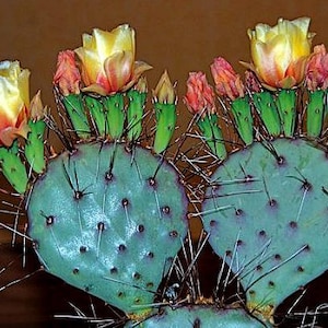 Prickly Pear Collection, Opuntia Mix, 15 seeds, colorful cactus, tasty fruit, showy blooms, drought tolerant, desert garden or windowsill