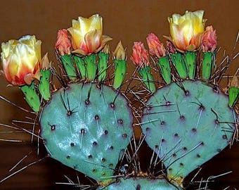 Prickly Pear Collection, Opuntia Mix, 15 seeds, colorful cactus, tasty fruit, showy blooms, drought tolerant, desert garden or windowsill