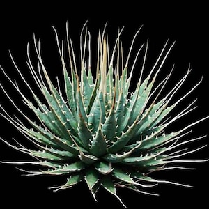 May include: A close-up of a green agave plant with sharp, spiky leaves.