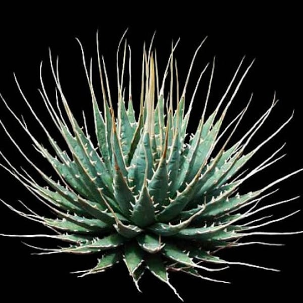 Agave utahensis, Utah Agave, rare slate blue succulent, 5 seeds, loves heat, cold hardy, drought tolerant, zones 6 to 10, windowsill plant