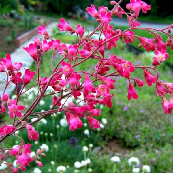 Heuchera sang., Coral Bells, 250 seeds, ground cover, bulk seeds, shade/drought tolerant wildflower, all zones, pretty foliage year round