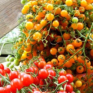 May include: A close-up of two types of cherry tomatoes. The top half of the image shows a cluster of yellow cherry tomatoes on the vine. The bottom half of the image shows a cluster of red cherry tomatoes on the vine.