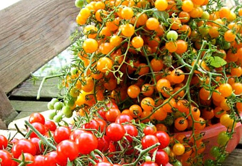 May include: A close-up of two types of cherry tomatoes. The top half of the image shows a cluster of yellow cherry tomatoes on the vine. The bottom half of the image shows a cluster of red cherry tomatoes on the vine.