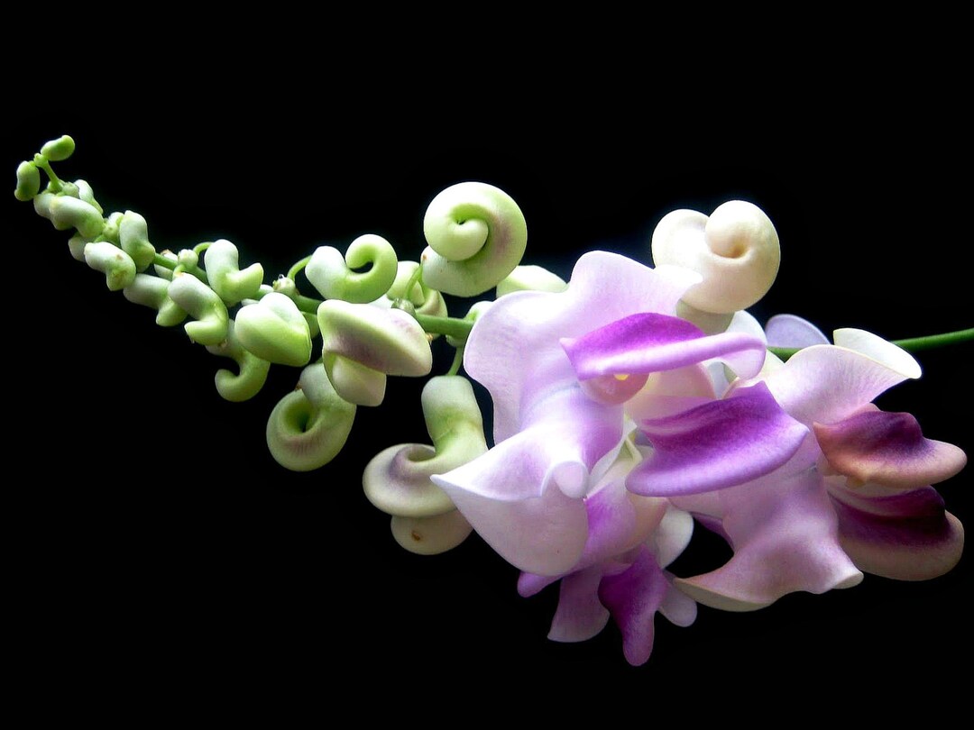 Fragrant Corkscrew Vine, Phaseolus Caracalla, 5 Rare Seeds, Tropical Climber, Colorful Blooms