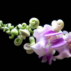 May include: A close-up of a cluster of pale green, curled flowers with a few purple and white flowers at the end of the stem.