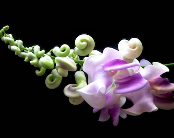 Fragrant Corkscrew Vine, Phaseolus caracalla, 5 rare seeds, tropical climber, colorful blooms, zones 10 to 11, houseplant