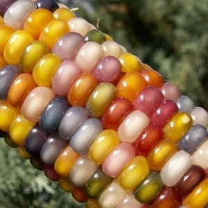 Glass Gem Corn, gorgeous, 25 seeds, rare heirloom, original strain, non GMO, ornamental flint corn, legendary beauty, Gem Corn Seed image 1