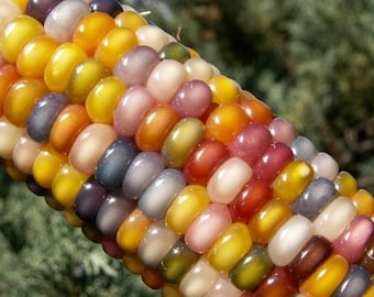 Glass Gem Corn, gorgeous, 25 seeds, rare heirloom, original strain, non GMO, ornamental flint corn, legendary beauty, Gem Corn Seed