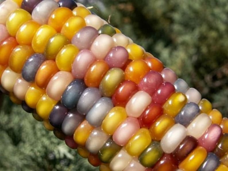 Glass Gem Corn, gorgeous, 25 seeds, rare heirloom, original strain, non GMO, ornamental flint corn, legendary beauty, Gem Corn Seed image 1