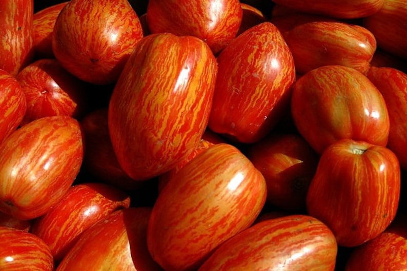 Striped Roman, heirloom tomato, 10 seeds, sweet flavor, great for sauce, showy Roma, artisan tomato, by Brad Gates image 3