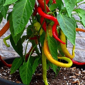 Corbaci Pepper, Turkish Heirloom, 10 rare seeds, rich sweet flavor, long spiral fruits, corkscrew, compact productive plants, image 1