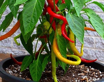 Corbaci Pepper, Turkish Heirloom, 10 rare seeds, rich sweet flavor, long spiral fruits, corkscrew, compact productive plants,