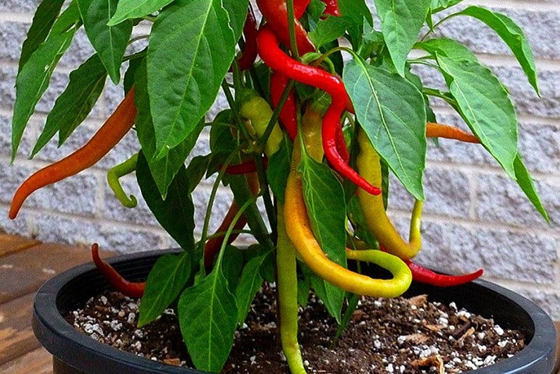 Corbaci Pepper, Turkish Heirloom, 10 rare seeds, rich sweet flavor, long spiral fruits, corkscrew, compact productive plants, image 1