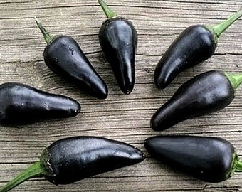 Poivron noir de Hongrie, 10 graines anciennes, sans OGM, saveur fumée, poivre violet, feuillage noir, piment ornemental, jolie plante