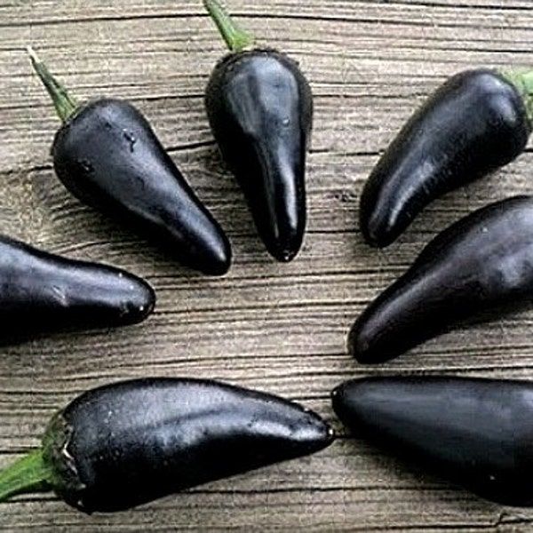 Black Hungarian Sweet Pepper, 10 heirloom seeds, non GMO, smoky flavor, purple pepper, black foliage, ornamental chile, pretty plant