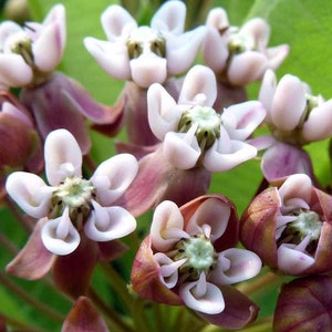 Asclepias syriaca, Common Milkweed, 50 seeds, gorgeous wildflower, fat pink blooms, butterflies, hardy in all zones, drought tolerant image 4