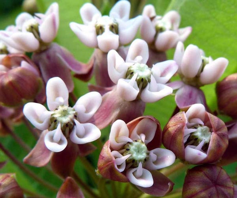 Asclepias syriaca, Common Milkweed, 50 seeds, gorgeous wildflower, fat pink blooms, butterflies, hardy in all zones, drought tolerant image 4