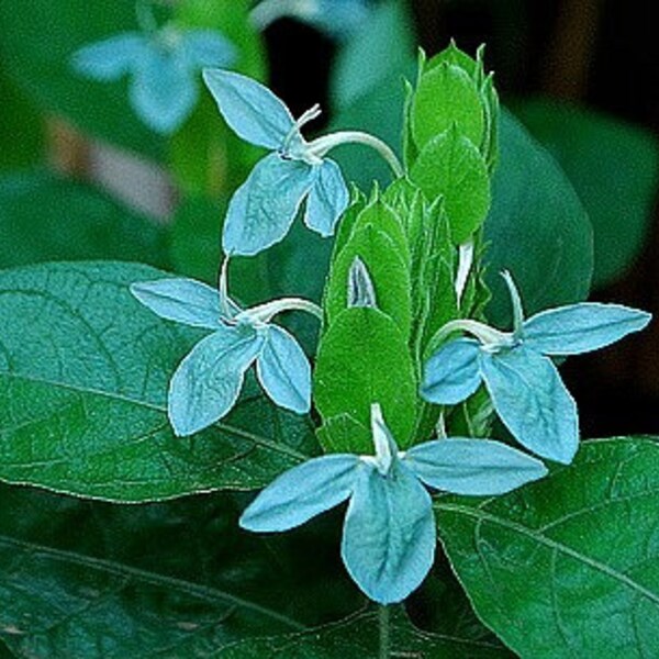 Ecbolium viride, Turquoise Crossandra 5 rare seeds, tropical shade plant, zone 9 -11, greenhouse, fine container houseplant