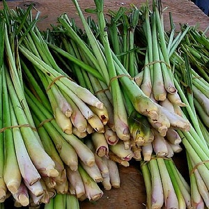 Lemongrass, 20 fresh seeds, Asian herb, fragrant, soothing bath, perennial in warm zones 9-11, container plant, lovely image 2