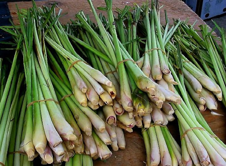 Lemongrass, 20 fresh seeds, Asian herb, fragrant, soothing bath, perennial in warm zones 9-11, container plant, lovely image 2