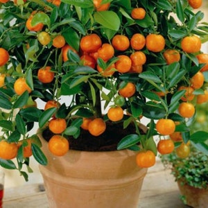 Flying Dragon, Poncirus citrus trifoliata, 10 seeds, cold hardy citrus, miniature tree, blooming bonsai, fragrant blossoms, great houseplant image 3