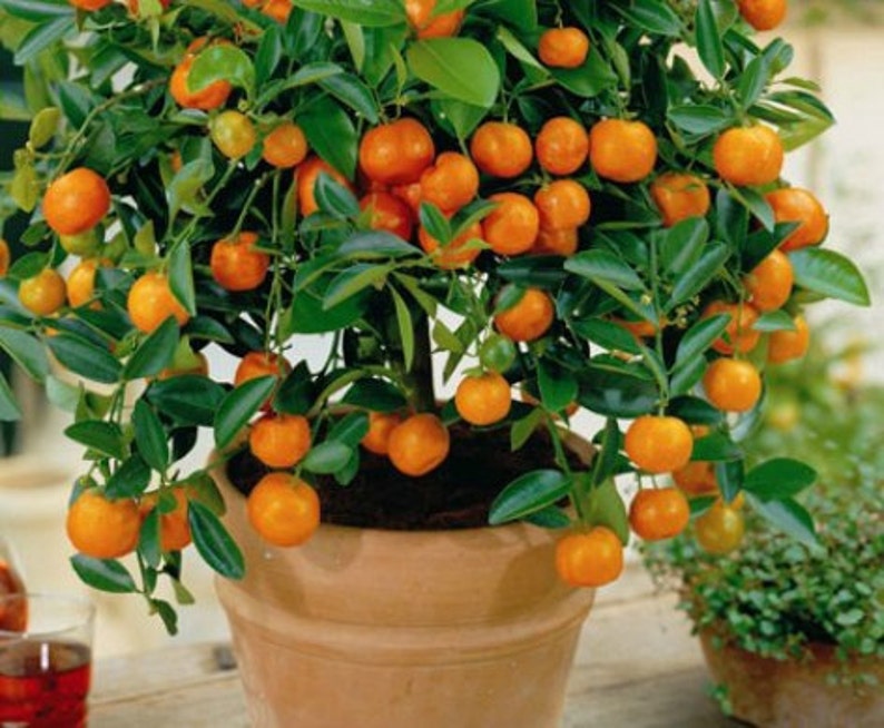 Flying Dragon, Poncirus citrus trifoliata, 10 seeds, cold hardy citrus, miniature tree, blooming bonsai, fragrant blossoms, great houseplant image 3