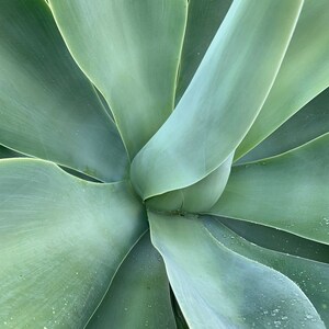 Pu&ograve; includere: Primo piano di una pianta di agave verde con foglie lunghe e appuntite. Le foglie sono disposte a spirale, creando una texture visivamente accattivante.