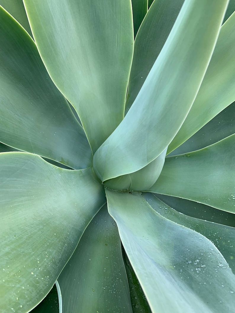 Pu&ograve; includere: Primo piano di una pianta di agave verde con foglie lunghe e appuntite. Le foglie sono disposte a spirale, creando una texture visivamente accattivante.