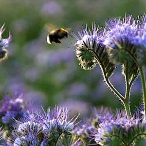 May include: A bee flies near a field of purple wildflowers. The flowers are in bloom and have a fuzzy texture.