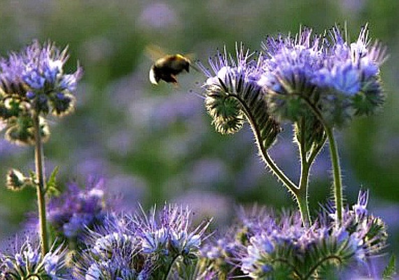 May include: A bee flies near a field of purple wildflowers. The flowers are in bloom and have a fuzzy texture.