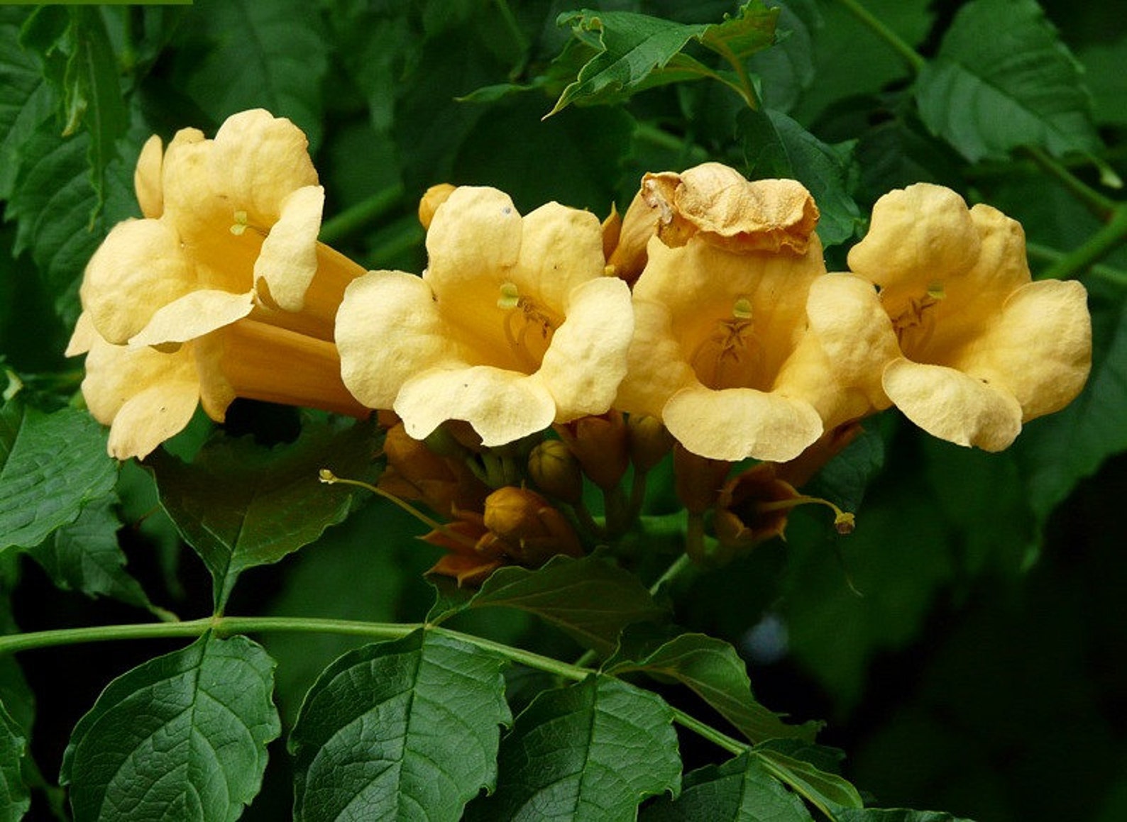 Golden Trumpet Vine 15 seeds Campsis radicans flava huge Etsy