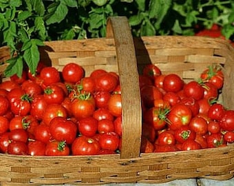 Tomate stupice, VENTE, 15 graines, héritage classique, lauréat du prix, saveur acidulée, mûrit très tôt, résistant aux maladies, lauréat du climat frais