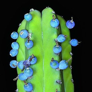 Bilberry Cactus, vivid Blue, 10 seeds, sweet magenta berries, delicious fruit, Myrtillocactus geometrizans, windowsill garden